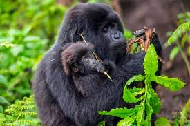 Mountain Gorilla Grooming its baby in Bwindi