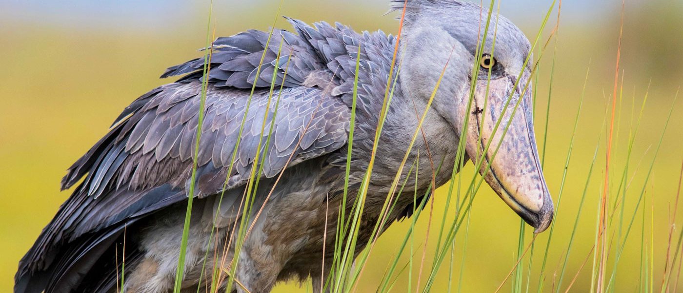 Shoebill stork at Mabamba spotted on 10 Days Shoebill Gorillas and Chimpanzee Safari