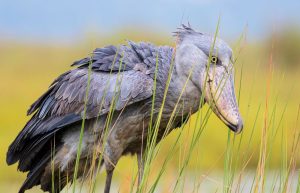 Shoebill stork on the Hunt